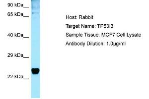 Western Blotting (WB) image for anti-Tumor Protein P53 Inducible Protein 3 (TP53I3) (C-Term) antibody (ABIN2789865) (TP53I3 Antikörper  (C-Term))