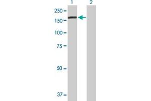 Western Blot analysis of DENND5A expression in transfected 293T cell line by DENND5A MaxPab polyclonal antibody. (DENND5A Antikörper  (AA 1-1287))