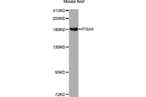 Western blot analysis of extracts of mouse liver, using ITGA9 antibody (ABIN2737002) at 1:1000 dilution. (ITGA9 Antikörper)