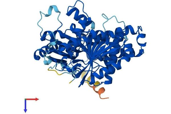 TUBb6 Protein (AA 1-446) (His tag)