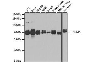 Western blot analysis of extracts of various cell lines, using HNRNPL antibody (ABIN6128048, ABIN6141915, ABIN6141917 and ABIN6216076) at 1:1000 dilution. (HNRNPL Antikörper  (AA 282-589))