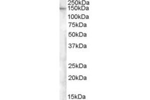 Western Blotting (WB) image for anti-Extended Synaptotagmin-Like Protein 1 (ESYT1) (AA 1038-1050) antibody (ABIN1496032) (ESYT1 Antikörper  (AA 1038-1050))