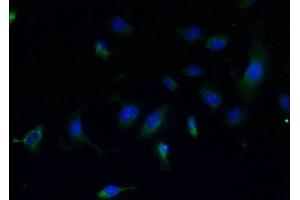 Immunofluorescent analysis of U251 cells using ABIN7147772 at dilution of 1:100 and Alexa Fluor 488-congugated AffiniPure Goat Anti-Rabbit IgG(H+L) (CCDC108 Antikörper  (AA 2-164))