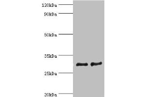 Western blot All lanes: ATP synthase F (0) complex subunit B1, mitochondrial antibody at 4 μg/mL Lane 1: Mouse heart tissue Lane 2: Mouse skeletal muscle tissue Secondary Goat polyclonal to rabbit IgG at 1/10000 dilution Predicted band size: 29 kDa Observed band size: 29 kDa (ATP5F1 Antikörper  (AA 1-245))