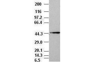 JNK1 antibody (1C2) at 1:1000 + NIH/3T3 cell lysate (JNK Antikörper  (AA 1-384))