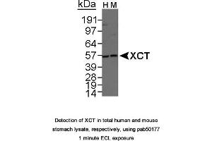 Image no. 1 for anti-Solute Carrier Family 7, (Cationic Amino Acid Transporter, Y+ System) Member 11 (SLC7A11) (AA 1-50), (N-Term) antibody (ABIN363486)