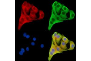 ABIN7095841 and ABIN7099903 staining Hela cells by IF/ICC.