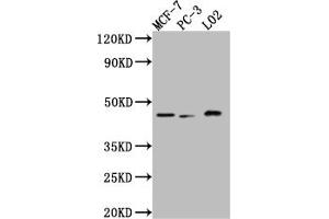 Western Blot Positive WB detected in: MCF-7 whole cell lysate, PC-3 whole cell lysate, L02 whole cell lysate All lanes: p38 antibody at 1:1000 Secondary Goat polyclonal to rabbit IgG at 1/50000 dilution Predicted band size: 42, 42, 35, 36 kDa Observed band size: 42 kDa