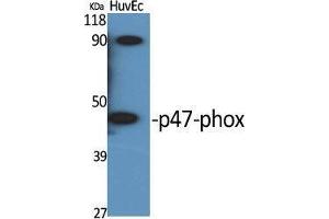 Western Blot (WB) analysis of specific cells using p47-phox Polyclonal Antibody. (NCF1 Antikörper  (Tyr905))