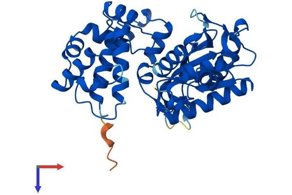 POLB Protein (AA 1-335) (His tag)