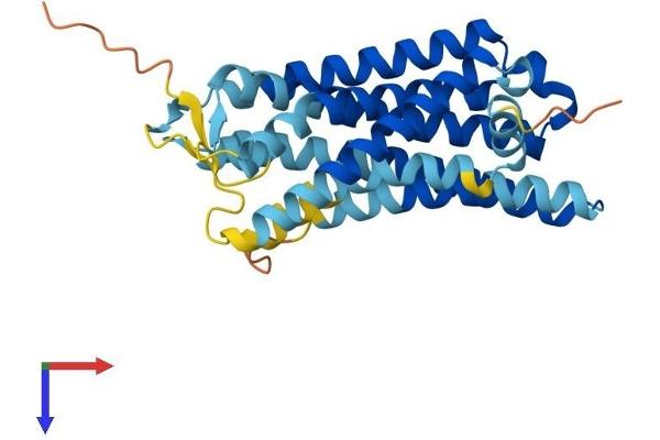 OR2C1 Protein (AA 1-312) (His tag)
