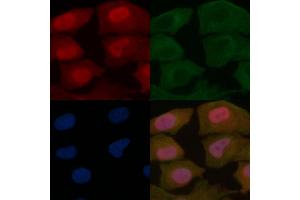 PAX3 Mouse Monoclonal Antibody staining Hela cells by IF/ICC.