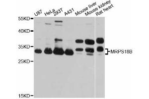 Western blot analysis of extracts of various cell lines, using MRPS18B antibody. (MRPS18B Antikörper)