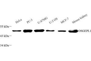 Western blot analysis of OSGEPL1 (ABIN7074934) at dilution of 1: 2000 (OSGEPL1 Antikörper)