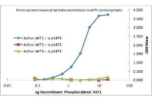 ELISA of Mouse Monoclonal anti-AKT1 antibody. (AKT1 Antikörper  (Internal Region))