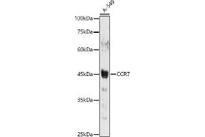 Western blot analysis of extracts of A-549 cells, using CCR7 antibody (ABIN7266310) at 1:1000 dilution. (CCR7 Antikörper  (AA 1-100))