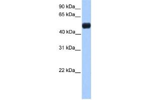 WB Suggested Anti-NR0B1 Antibody Titration:  0. (NR0B1 Antikörper  (N-Term))