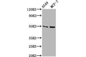 Western Blot Positive WB detected in: A549 whole cell lysate, MCF-7 whole cell lysate All lanes: OMD antibody at 3. (Osteomodulin Antikörper  (AA 339-411))