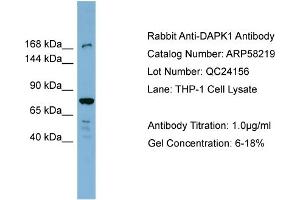 WB Suggested Anti-DAPK1  Antibody Titration: 0. (DAP Kinase 1 Antikörper  (N-Term))