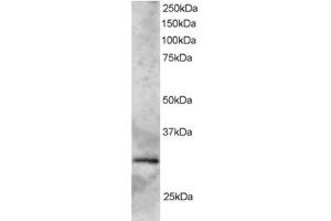 Image no. 1 for anti-SYF2 Homolog, RNA Splicing Factor (SYF2) (C-Term) antibody (ABIN374280)
