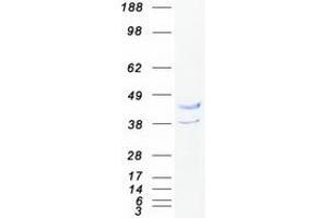 Validation with Western Blot