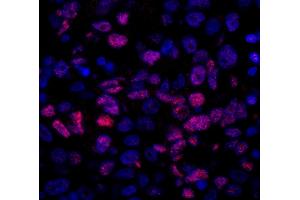 anti-Nuclear Receptor Coactivator 5 (NCOA5) (C-Term) antibody