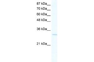 WB Suggested Anti-VGLL1 Antibody Titration:  2. (VGLL1 Antikörper  (N-Term))