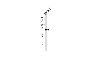 Western blot analysis of lysate from MCF-7 cell line, using GSTM4 Antibody (N-term) (ABIN1944772 and ABIN2838515). (GSTM4 Antikörper  (N-Term))