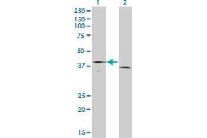 Western Blot analysis of F3 expression in transfected 293T cell line by F3 monoclonal antibody (M01A), clone 4G4. (Tissue factor Antikörper  (AA 45-154))