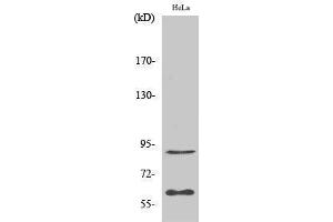 Western Blotting (WB) image for anti-Ets2 Repressor Factor (ERF) (Ser360) antibody (ABIN3175009) (ERF Antikörper  (Ser360))