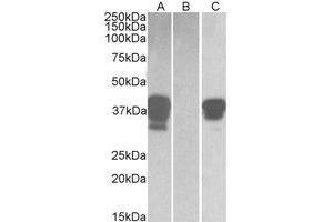 Western Blotting (WB) image for anti-POU Class 2 Associating Factor 1 (POU2AF1) (C-Term) antibody (ABIN2464479) (POU2AF1 Antikörper  (C-Term))