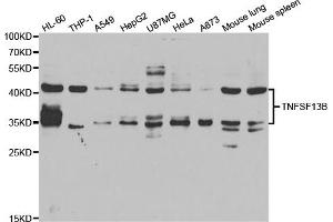 Western blot analysis of extracts of various cell lines, using TNFSF13B antibody. (BAFF Antikörper)