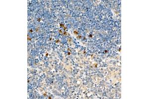Immunohistochemistry of paraffin embedded rat thymus using PTPN2 (ABIN7075295) at dilution of 1:900 (400x lens)