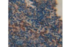 IHC-P analysis of Mouse Tissue, with DAB staining. (LTB Antikörper  (AA 58-304))