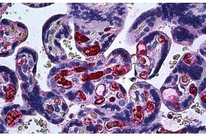 Human Placenta: Formalin-Fixed, Paraffin-Embedded (FFPE) (FGF1 Antikörper  (AA 46-155))