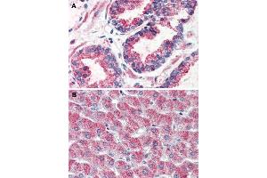 Immunohistochemical staining of human prostate (A) and human liver (B) with GPR126 polyclonal antibody . (G Protein-Coupled Receptor 126 Antikörper  (N-Term))