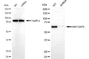 anti-ADP-Ribosylation Factor GTPase Activating Protein 3 (ARFGAP3) antibody