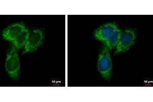 ICC/IF Image NYREN18 antibody [N1N3] detects NYREN18 protein at mitochondria by immunofluorescent analysis. (UQCRC1 Antikörper)