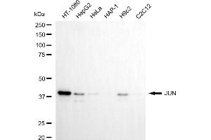 Western blotting analysis using JUN antibody (ABIN7799149). (C-JUN Antikörper)