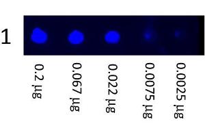 Dot Blot showing the detection of Mouse IgG. (Ziege anti-Maus IgG (Heavy & Light Chain) Antikörper (FITC) - Preadsorbed)