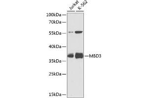 Western blot analysis of extracts of various cell lines, using MBD3 antibody (ABIN3015888, ABIN3015889, ABIN5664025 and ABIN6219470) at 1:1000 dilution. (MBD3 Antikörper  (AA 1-255))