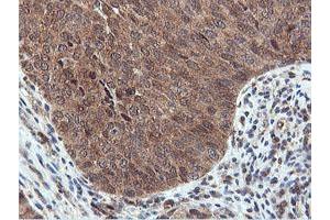 Image no. 5 for anti-Arginyl Aminopeptidase (Aminopeptidase B) (RNPEP) antibody (ABIN1500729) (RNPEP Antikörper)