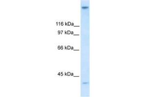 Western Blotting (WB) image for anti-Zinc Finger Protein 318 (Znf318) antibody (ABIN2460491)