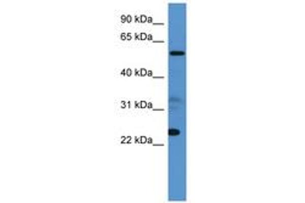 CPNE9 Antikörper  (AA 359-408)