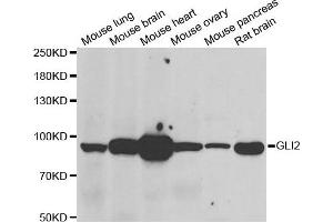 Western blot analysis of extracts of various  tissues, using GLI2 antibody. (GLI2 Antikörper)