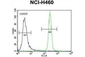 Flow cytometric analysis of NCI-H460 cells using Interleukin-6 (IL6) Antibody (Center) Cat. (IL-6 Antikörper  (Middle Region))