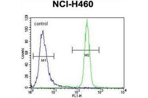 Flow cytometric analysis of NCI-H460 cells using Interleukin-6 (IL6) Antibody (Center) Cat. (IL-6 Antikörper  (Middle Region))