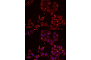 Immunofluorescence analysis of NIH/3T3 cells using MSRA Rabbit pAb (ABIN6128248, ABIN6144085, ABIN6144087 and ABIN6216102) at dilution of 1:200 (40x lens). (MSRA Antikörper  (AA 24-235))