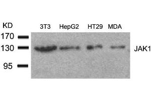 Western blot analysis of extracts from 3T3, HepG2, HT29 and MDA cells using JAK1(Ab-1022) Antibody. (JAK1 Antikörper  (AA 1020-1024))