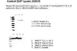 Image no. 1 for CD177 (human): 293T Lysate (ABIN1112256) (CD177 (human): 293T Lysate)